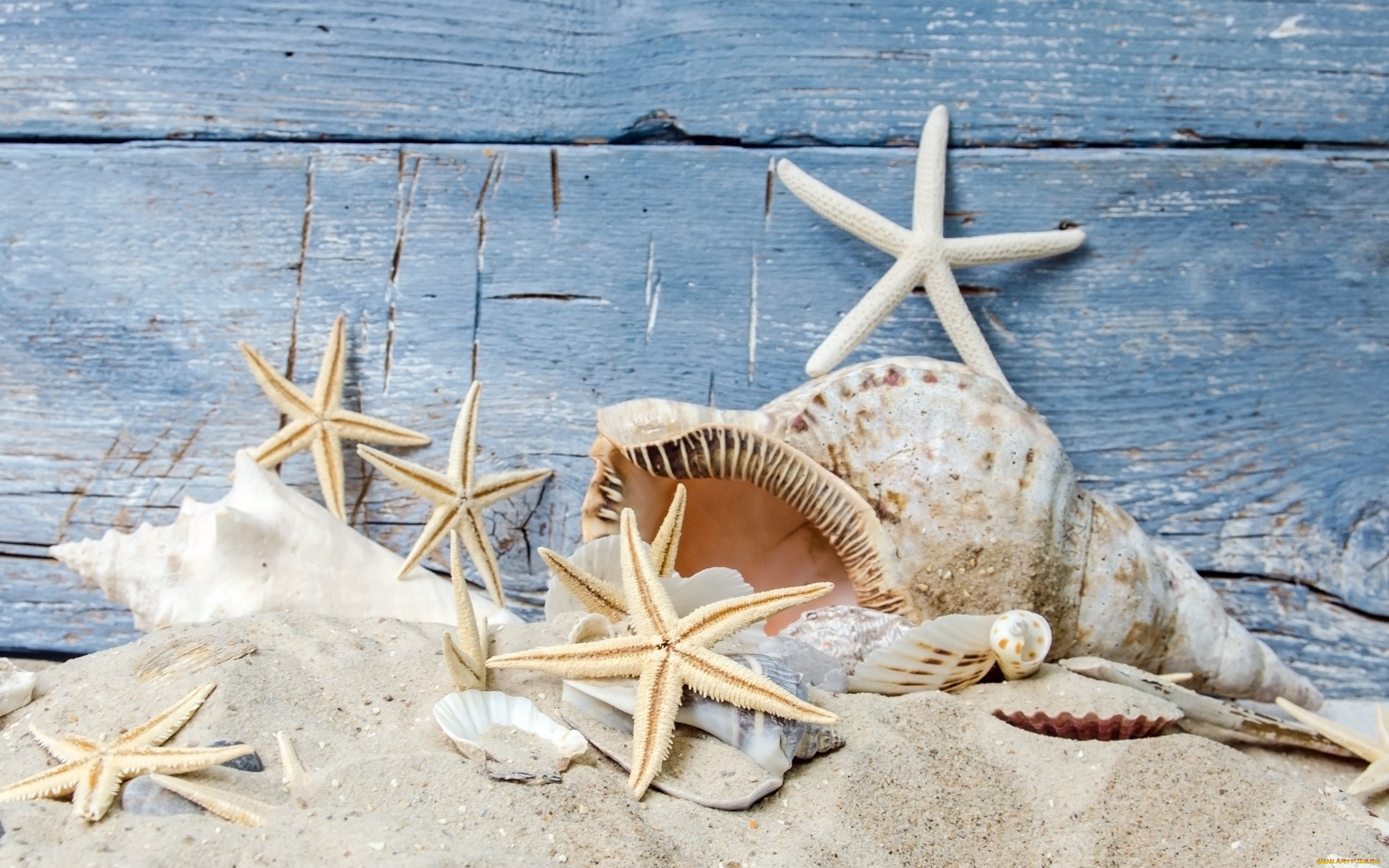 , ,  ,    spa-, , , , beach, starfishes, seashells, wood, sand